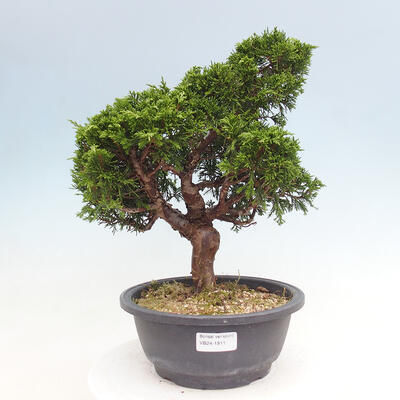 Vonkajší bonsai - Juniperus chinensis Itoigawa -Jalovec čínsky - 1