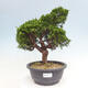 Vonkajší bonsai - Juniperus chinensis Itoigawa -Jalovec čínsky - 1/4