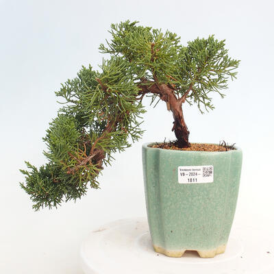 Vonkajší bonsai - Juniperus chinensis Kishu -Jalovec čínsky