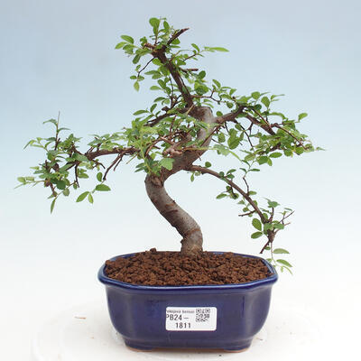 Izbová bonsai - Ulmus parvifolia - Malolistý brest - 1