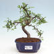 Izbová bonsai - Ulmus parvifolia - Malolistý brest - 1/3