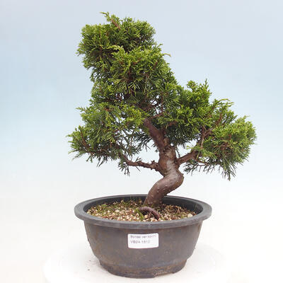 Vonkajší bonsai - Juniperus chinensis Itoigawa -Jalovec čínsky - 1