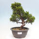 Vonkajší bonsai - Juniperus chinensis Itoigawa -Jalovec čínsky - 1/4