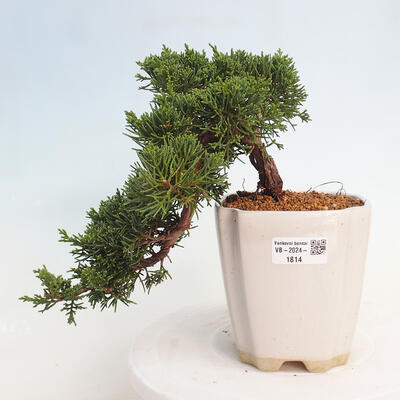 Vonkajší bonsai - Juniperus chinensis Kishu -Jalovec čínsky