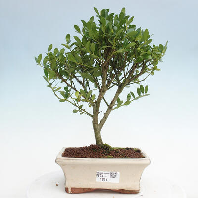 Izbová bonsai - Ilex crenata - Cezmína - 1