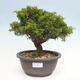 Vonkajší bonsai - Juniperus chinensis Itoigawa -Jalovec čínsky - 1/4