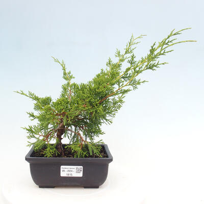 Vonkajší bonsai - Juniperus chinensis ITOIGAWA -Jalovec čínsky