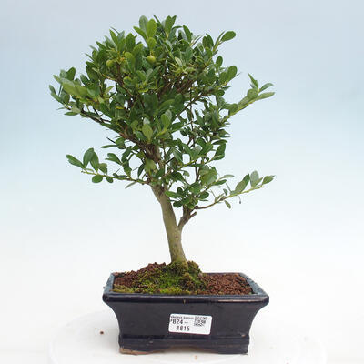 Izbová bonsai - Ilex crenata - Cezmína - 1