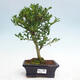 Izbová bonsai - Ilex crenata - Cezmína - 1/3