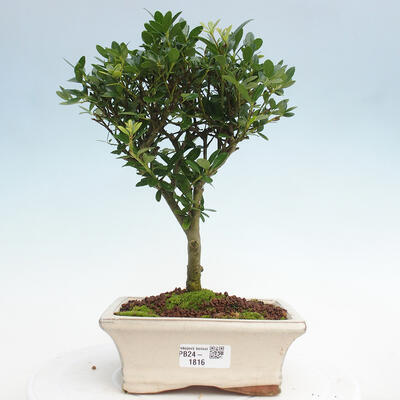 Izbová bonsai - Ilex crenata - Cezmína - 1