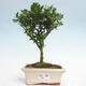 Izbová bonsai - Ilex crenata - Cezmína - 1/3