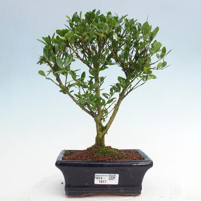 Izbová bonsai - Ilex crenata - Cezmína - 1