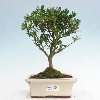 Izbová bonsai - Ilex crenata - Cezmína - 1