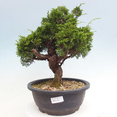 Vonkajší bonsai - Juniperus chinensis Itoigawa -Jalovec čínsky - 1