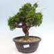 Vonkajší bonsai - Juniperus chinensis Itoigawa -Jalovec čínsky - 1/4