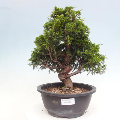 Vonkajší bonsai - Juniperus chinensis Itoigawa -Jalovec čínsky - 1