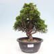 Vonkajší bonsai - Juniperus chinensis Itoigawa -Jalovec čínsky - 1/4