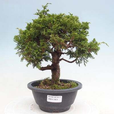 Vonkajší bonsai - Juniperus chinensis Itoigawa -Jalovec čínsky - 1