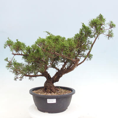 Vonkajší bonsai - Juniperus chinensis Itoigawa -Jalovec čínsky - 1