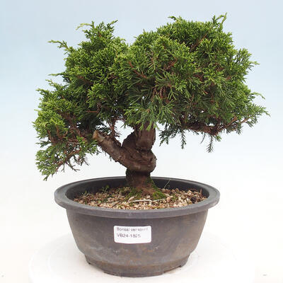 Vonkajší bonsai - Juniperus chinensis Itoigawa -Jalovec čínsky - 1