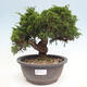 Vonkajší bonsai - Juniperus chinensis Itoigawa -Jalovec čínsky - 1/4