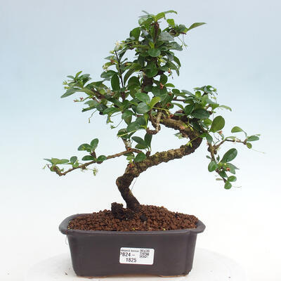 Izbová bonsai - Carmona macrophylla - Čaj fuki - 1