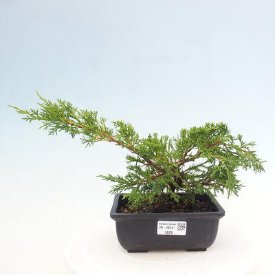 Vonkajší bonsai - Juniperus chinensis ITOIGAWA -Jalovec čínsky