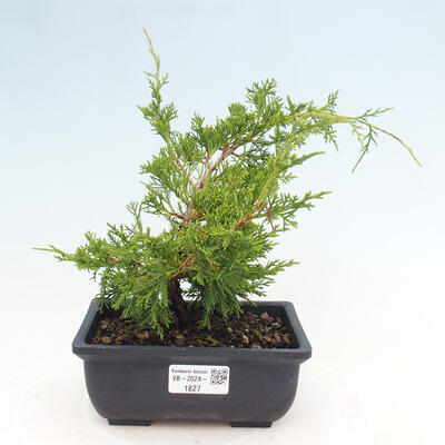 Vonkajší bonsai - Juniperus chinensis ITOIGAWA -Jalovec čínsky