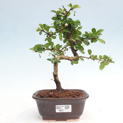 Izbová bonsai - Carmona macrophylla - Čaj fuki - 1