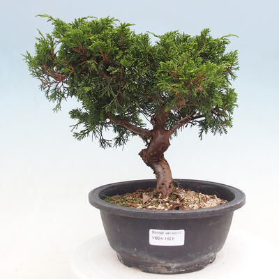 Vonkajší bonsai - Juniperus chinensis Itoigawa -Jalovec čínsky - 1