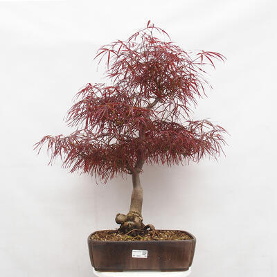 Vonkajší bonsai - Javor dlanitolistý - Acer palmatum RED PYGMY - 1