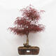 Vonkajší bonsai - Javor dlanitolistý - Acer palmatum RED PYGMY - 1/6