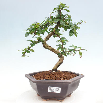 Izbová bonsai - Carmona macrophylla - Čaj fuki - 1