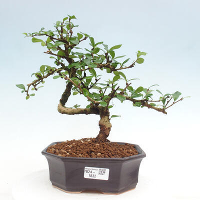 Izbová bonsai - Carmona macrophylla - Čaj fuki - 1