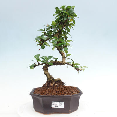 Izbová bonsai - Carmona macrophylla - Čaj fuki - 1