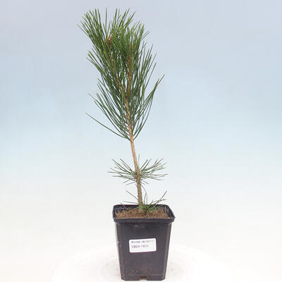 Vonkajší bonsai - Pinus thunbergii - Borovica thunbergova