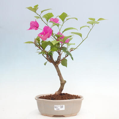 Izbová bonsai - Bouganwilea - 1