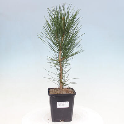 Vonkajší bonsai - Pinus thunbergii - Borovica thunbergova