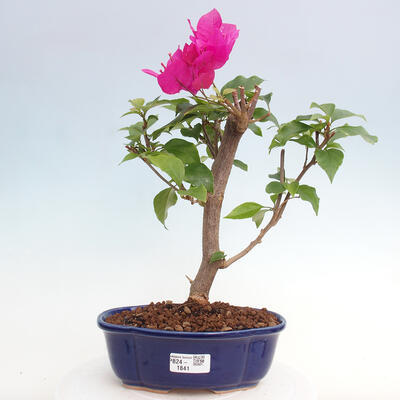 Izbová bonsai - Bouganwilea - 1