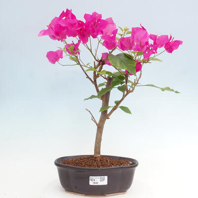 Izbová bonsai - Bouganwilea - 1