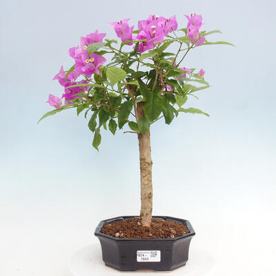 Izbová bonsai - Bouganwilea - 1