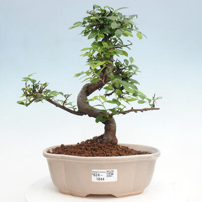 Izbová bonsai - Ulmus parvifolia - Malolistý brest - 1