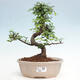 Izbová bonsai - Ulmus parvifolia - Malolistý brest - 1/3