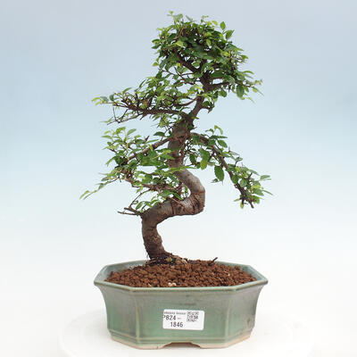 Izbová bonsai - Ulmus parvifolia - Malolistý brest - 1