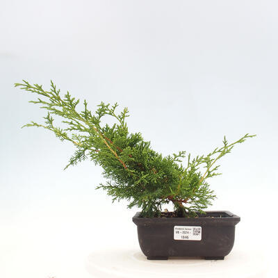 Vonkajší bonsai - Juniperus chinensis ITOIGAWA -Jalovec čínsky