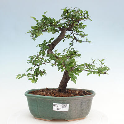 Izbová bonsai - Ulmus parvifolia - Malolistý brest - 1