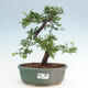 Izbová bonsai - Ulmus parvifolia - Malolistý brest - 1/3