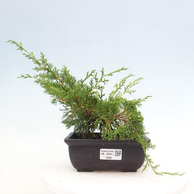 Vonkajší bonsai - Juniperus chinensis ITOIGAWA -Jalovec čínsky