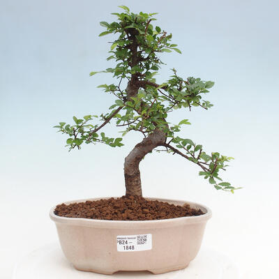 Izbová bonsai - Ulmus parvifolia - Malolistý brest - 1