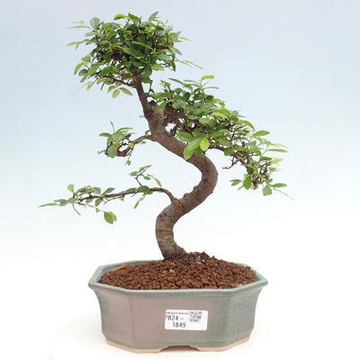 Izbová bonsai - Ulmus parvifolia - Malolistý brest - 1